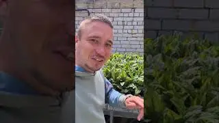 Щавель Кровавая Мэри  простая и эффективная гидропоника установка DFT  