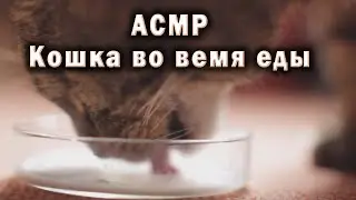 Урчание удовольствия: АСМР-ужин с мурлыкающей кошкой