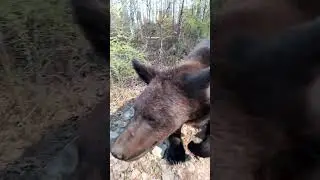 Раненый Буржуй. 