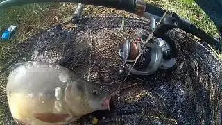 LA PESCARIE KRAP KARP VIDEO HD