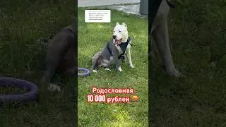 Родословная на собаку 10 000 рублей #амстафф #amstaff #dog #собака #pitbull #шортс #americanbully