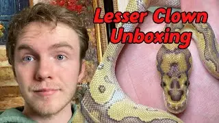 Ball Python Unboxing: Lesser Clown